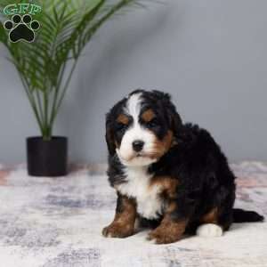 Faith, Mini Bernedoodle Puppy